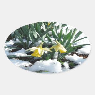 Adesivo Oval Daffodilos amarelos na neve