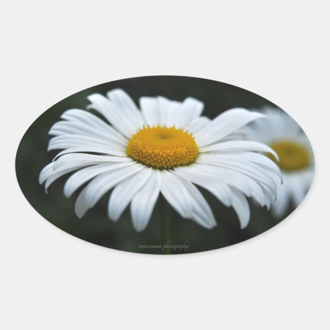 Adesivo Oval Daisy - Enfrentar (Frente)