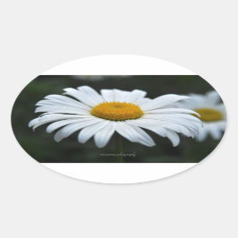 Adesivo Oval Daisy - Enfrentar