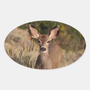 Adesivo Oval Deer Oval Sticker