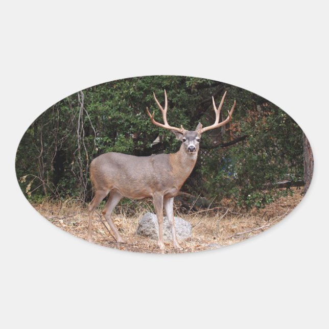 Adesivo Oval Deer Oval Sticker (Frente)