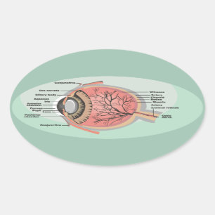 Adesivo Oval Diagrama dos olhos para o mês nacional de tratamen