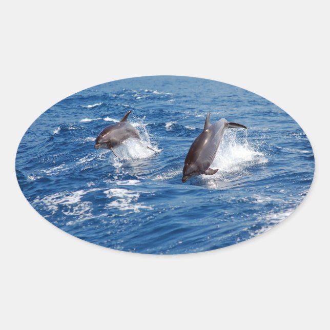Adesivo Oval Dolphin Adventure (Frente)