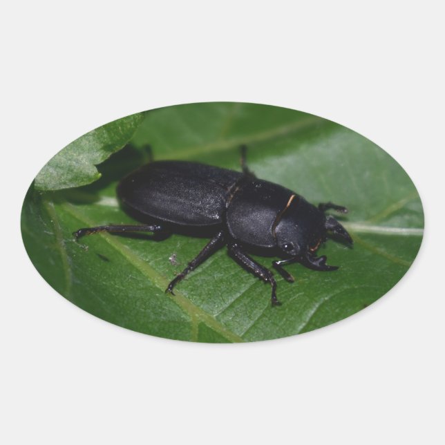 Adesivo Oval Dorcus parallelipipedus , o escaravelho inferior (Frente)