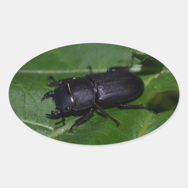 Adesivo Oval Dorcus parallelipipedus , o escaravelho inferior (Frente)