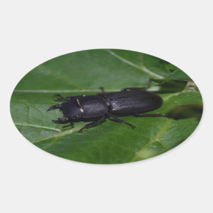 Adesivo Oval Dorcus parallelipipedus , o escaravelho inferior