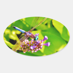 Adesivo Oval Dragonfly de cor arco-íris numa flor rosa púrpura