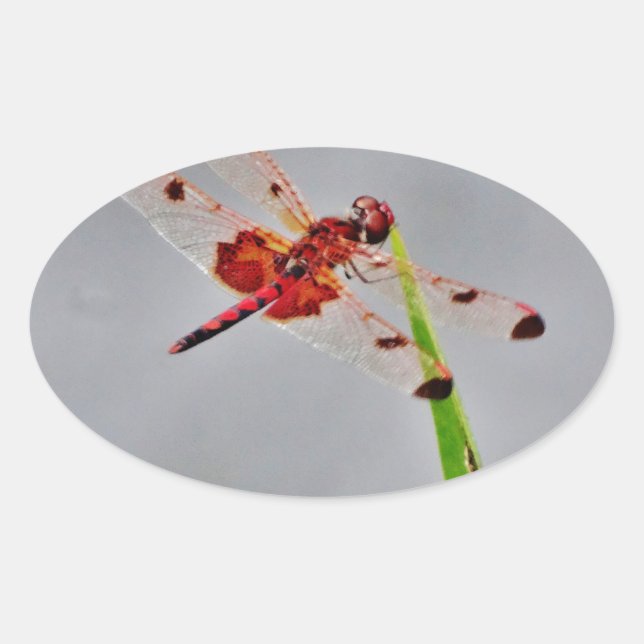 ADESIVO OVAL DSC00029.JPG (Frente)