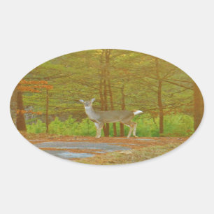 ADESIVO OVAL DSCF4041.JPG