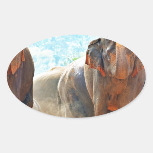 Adesivo Oval Elefantes Animais Safari Destino Paz Amor