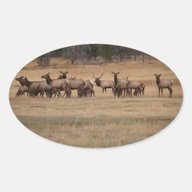 Adesivo Oval Elk Herd Oval Sticker (Frente)