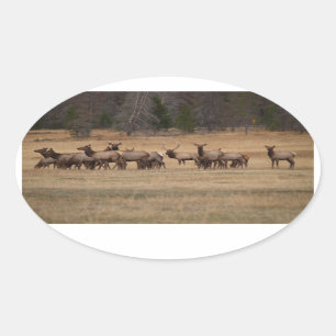 Adesivo Oval Elk Herd Oval Sticker