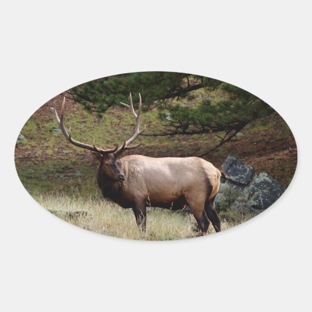 Adesivo Oval Elk na Selva (Frente)