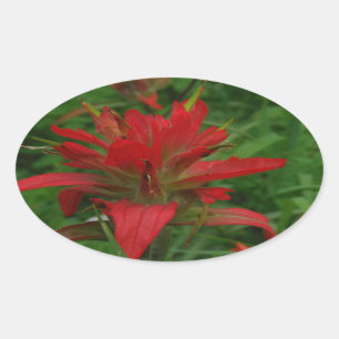 Adesivo Oval Escova de pintura indiana