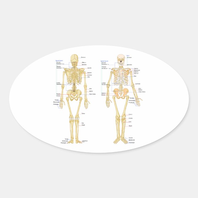 Adesivo Oval Esqueleto humano rotulado como gráfico de anatomia (Frente)