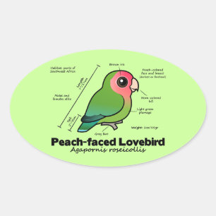 Adesivo Oval estatísticas Pêssego-enfrentadas do Lovebird