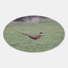 Adesivo Oval faisão