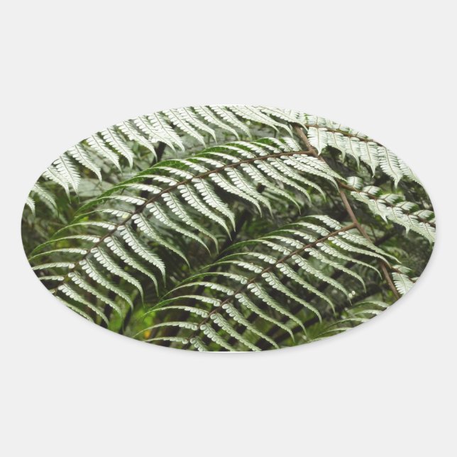 Adesivo Oval Fern Fronds II Dark Green Nature (Frente)