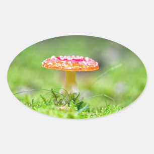 Adesivo Oval Fliegenpilz