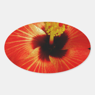 Adesivo Oval Flor alaranjada vermelha brilhante do hibiscus