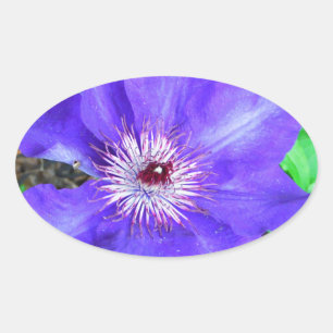 Adesivo Oval Flor do Clematis roxo