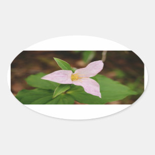Adesivo Oval Flor do Trillium
