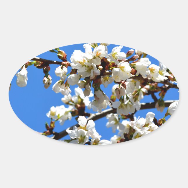 Adesivo Oval Flor floral branco de primavera (Frente)