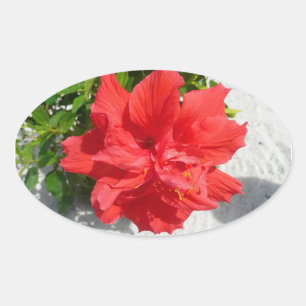 Adesivo Oval Flor Red Double Hibiscus