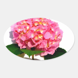 Adesivo Oval Flor rosa-rosa Hydrangea cor-de-rosa-rosa