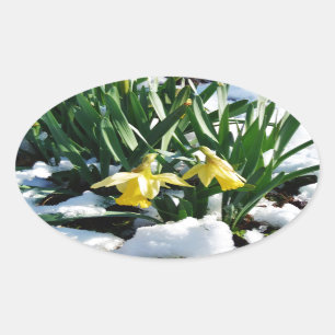 Adesivo Oval Flores amarelas Daffodils na neve