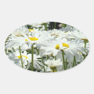 Adesivo Oval Flores de margarida selas Flores de margarida bran