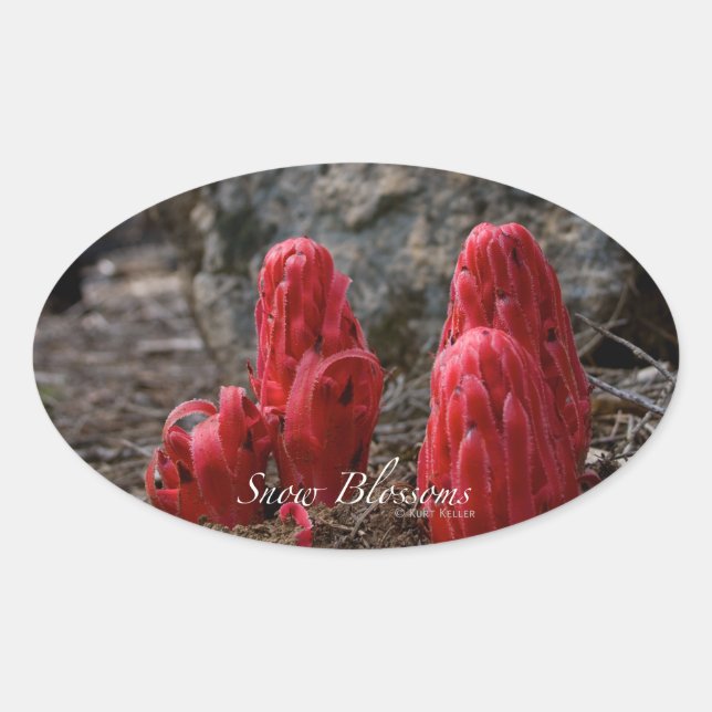 Adesivo Oval Flores de Neve (Frente)