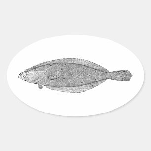 Adesivo Oval Flounder - Fluke Vintage Illustration