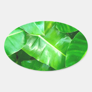 Adesivo Oval Folhas verdes Palm Folha Floresta tropical