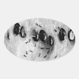 Adesivo Oval formigas surfadoras