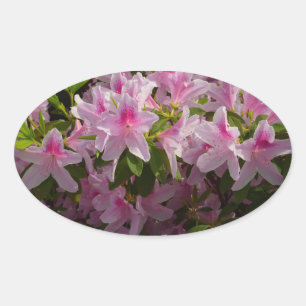 Adesivo Oval Foto floral do primavera cor-de-rosa de Bush da