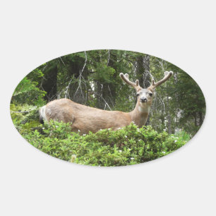 Adesivo Oval Fotografia Animal Yosemite Deer Nature