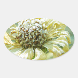 Adesivo Oval Frosty Zinna