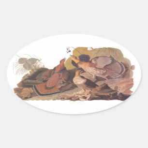 Adesivo Oval Galo silvestre de Ruffed de Audubon