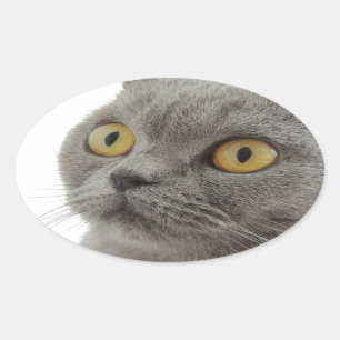 Adesivo Oval Gato Animal de Estimação Mal-humorado Frown Paz Am