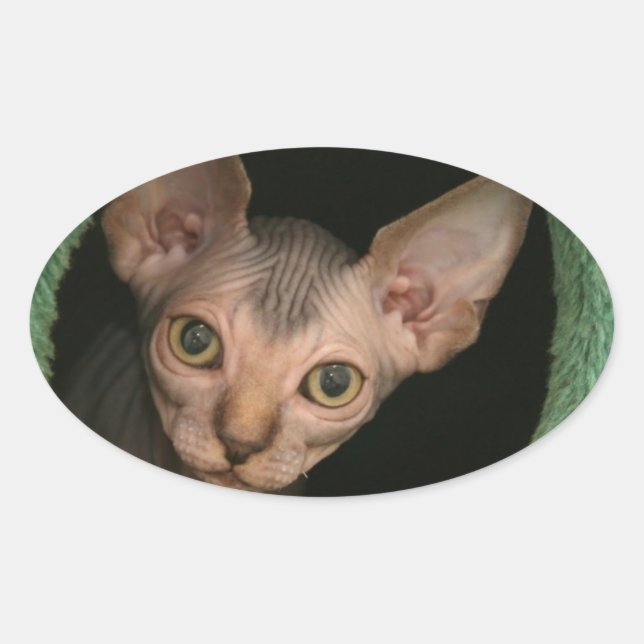 Adesivo Oval Gato esfínctico bonito (Frente)