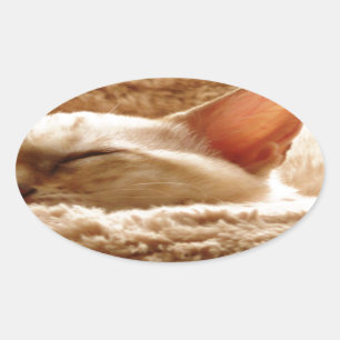 Adesivo Oval Gato Sonolento