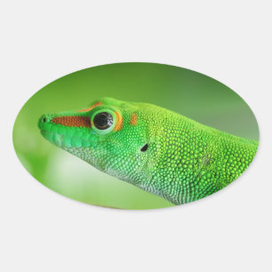 Adesivo Oval Giant Green Day Gecko - Phelsuma grandis