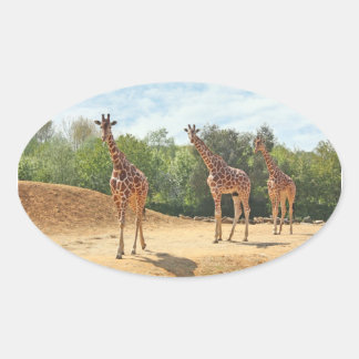 Adesivo Oval Girafas Stickers