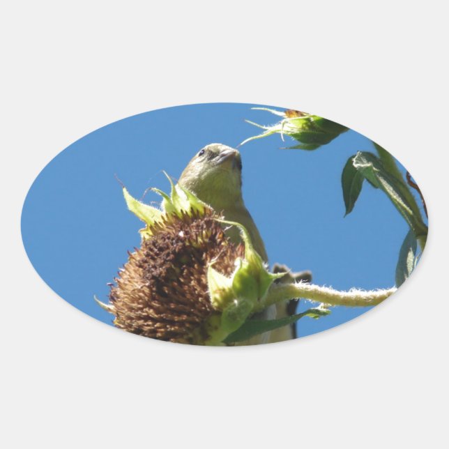 Adesivo Oval Goldfinch (Frente)