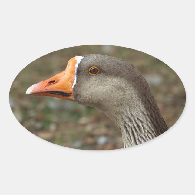 Adesivo Oval Greylag Swan Goose Cross (Frente)