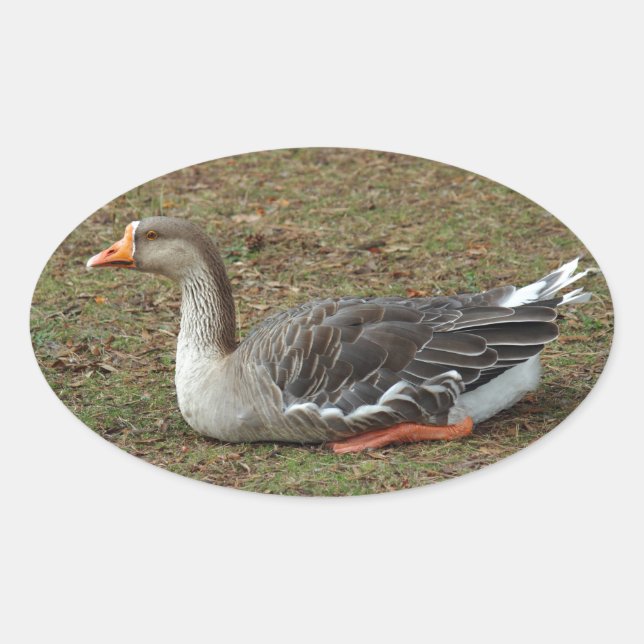Adesivo Oval Greylag Swan Goose Cross (Frente)