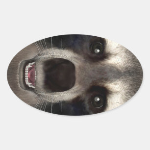 Adesivo Oval Guaxinim