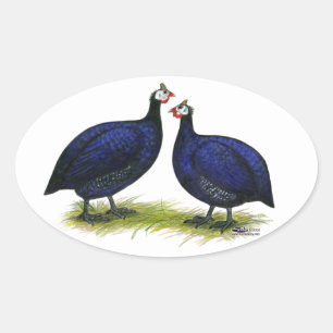 Adesivo Oval Guineas Royal Purple Pair