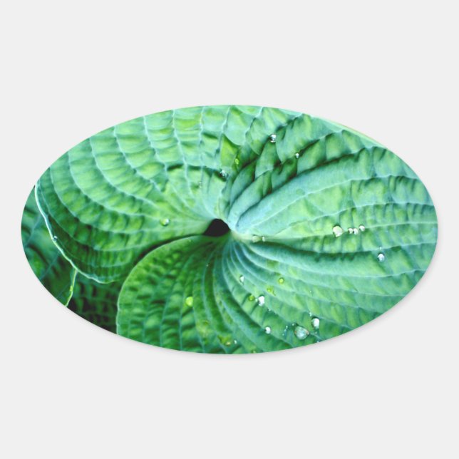 Adesivo Oval Hosta Heart (Frente)